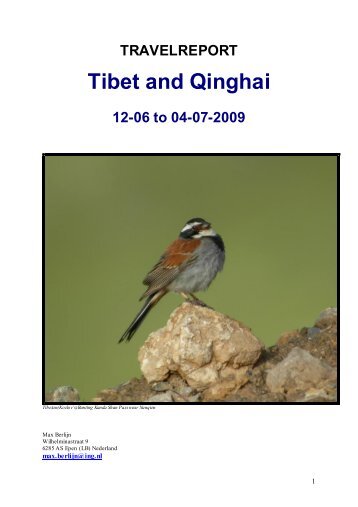 Tibet and Qinghai - Dutch Birding