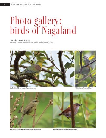 Photo gallery: birds of Nagaland - Indian Birds