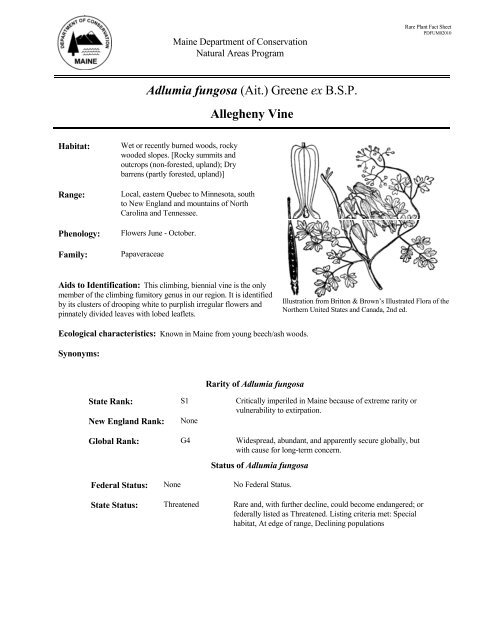 Adlumia fungosa (Ait.) Greene ex B.S.P. Allegheny Vine - Maine.gov