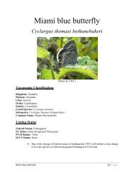 Miami blue butterfly - Florida Fish and Wildlife Conservation ...