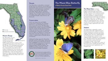 The Miami Blue Butterfly - Florida Fish and Wildlife Conservation ...