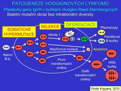 Patogeneze Hodgkinova lymfomu z pohledu patologa a klasifikace