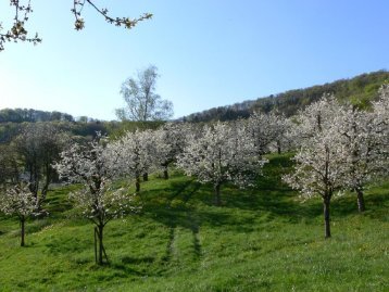 Bio-Hochstammobstbau in der Schweiz