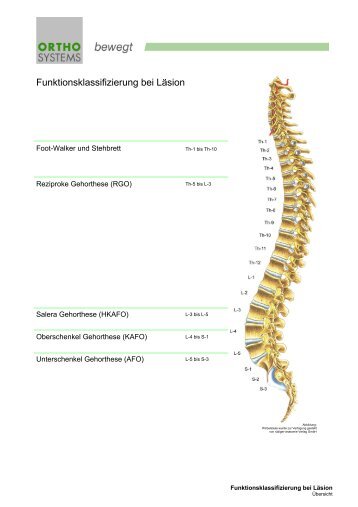 Bild Hüftgelenk - Ortho Systems