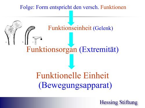 Gelenke, Gelenkmechanik, Steuerung