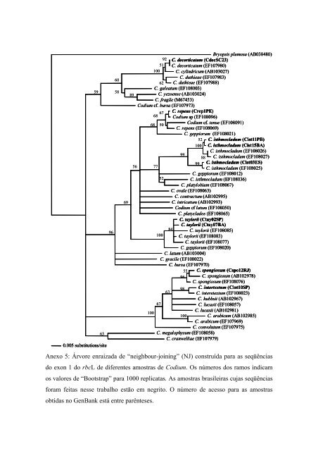 Taxonomia, distribuição geográfica e filogenia do gênero Codium