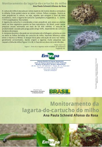 Monitoramento da lagarta-do-cartucho do milho - Ainfo - Embrapa
