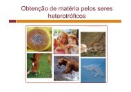 Obtenção de matéria pelos seres heterotróficos