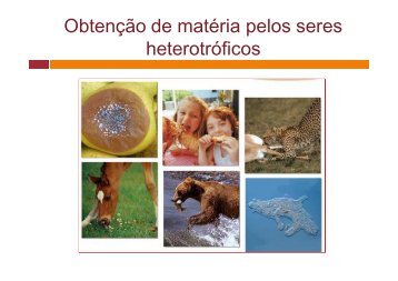 Obtenção de matéria pelos seres heterotróficos