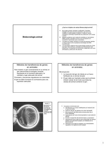Biotecnología animal Métodos de transferencia de genes en ...