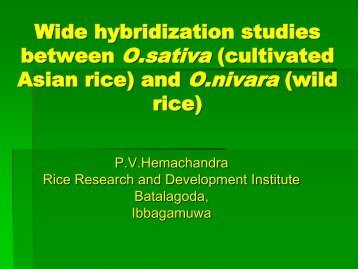 Wide hybridization studies between O.sativa (cultivated Asian rice ...
