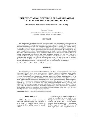 differentiation of female primordial germ cells in the male testes of ...