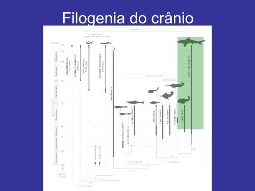 Sistema Esquelético