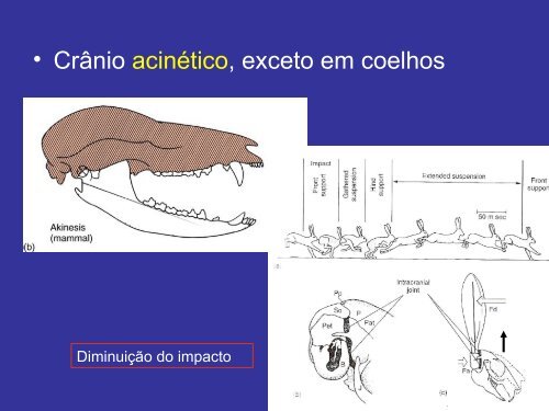 Sistema Esquelético