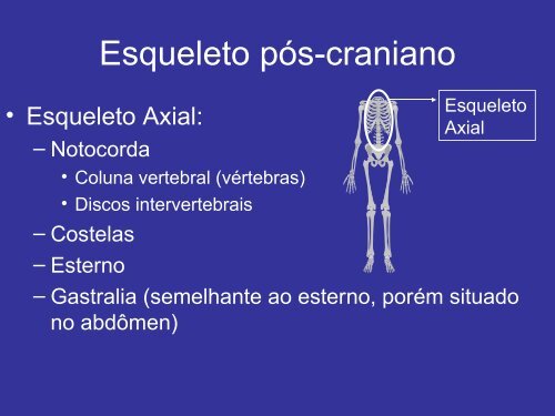 Sistema Esquelético