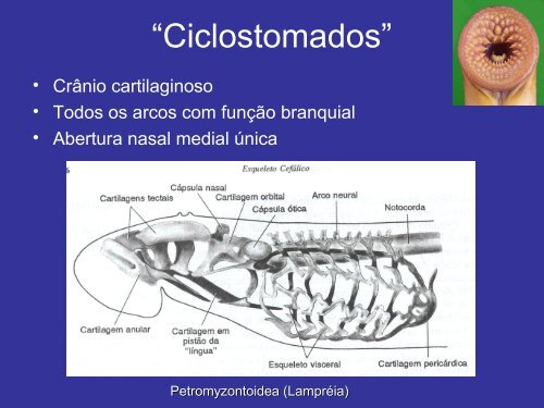 Sistema Esquelético