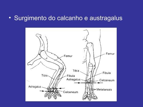 Sistema Esquelético