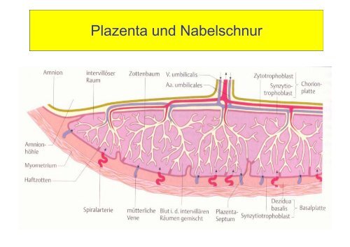 Die Sekundinae • Eihäute • Plazenta und Nabelschnur • Plazenta ...