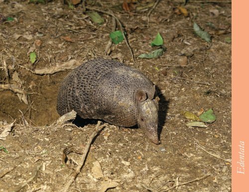 Mamíferos - Rede Pró-Fauna