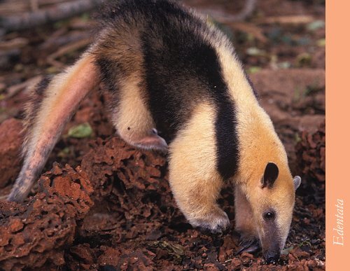 Mamíferos - Rede Pró-Fauna