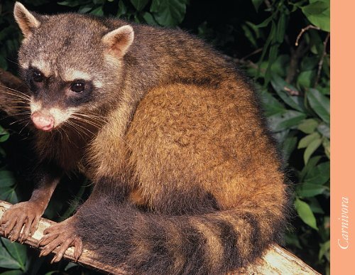 Mamíferos - Rede Pró-Fauna