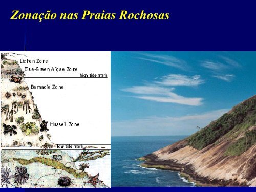 Ecologia de Praias Arenosas - Light