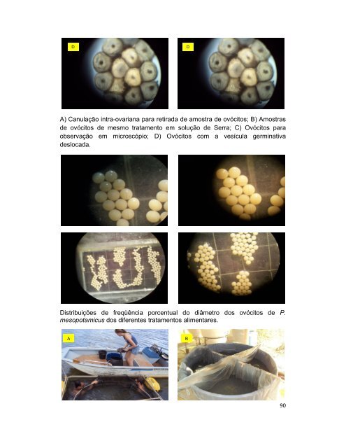 Tese Fabio Bittencourt.pdf - Caunesp