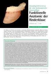 Funktionelle Anatomie der Rinderklaue - Vetion.de