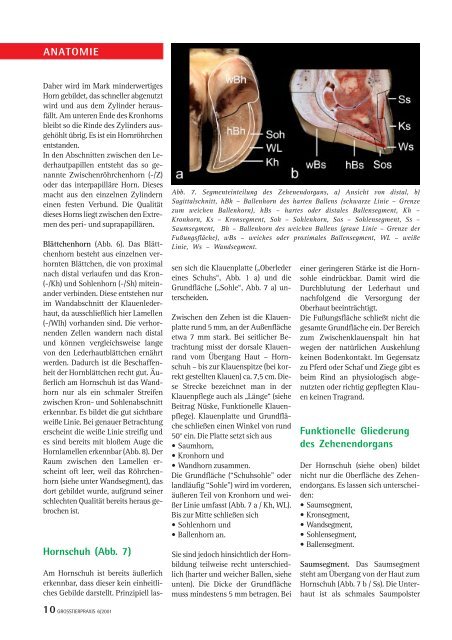 Funktionelle Anatomie der Rinderklaue - Vetion.de