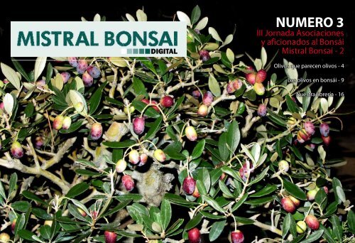 Olivos - Mistral Bonsai