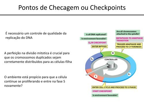 Ciclo Celular: Introdução