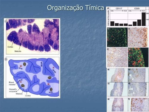 Download File - Laboratório Nacional de Células-tronco Embrionárias