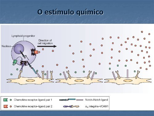 Download File - Laboratório Nacional de Células-tronco Embrionárias