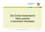 Große Küstentanne - Waldbauernverband Nordrhein-Westfalen e. V.