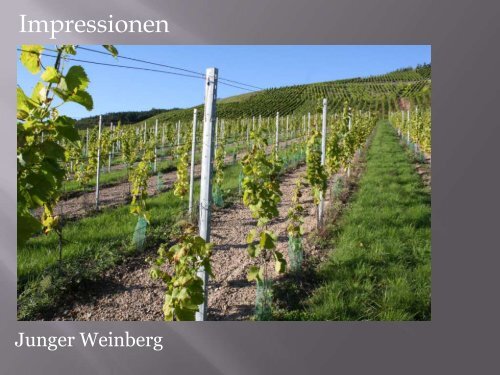 Unser Weingut - Weingut Schwab