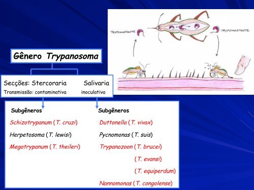 Tripanossomas - USP