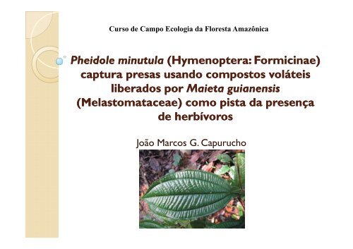 Pheidole minutula (Hymenoptera Hymenoptera ... - PDBFF