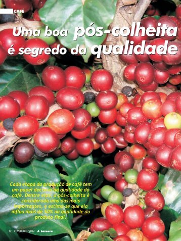 Café – Uma boa pós colheita é segredo da qualidade