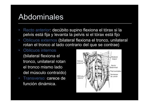 nuevas tendencias: el bosu. - Felipe Isidro Donate