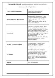 Steckbrief â Giersch - Aegopodium podagraria ... - Wiesenfelden