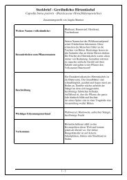 Steckbrief - Gewöhnliches Hirtentäschel