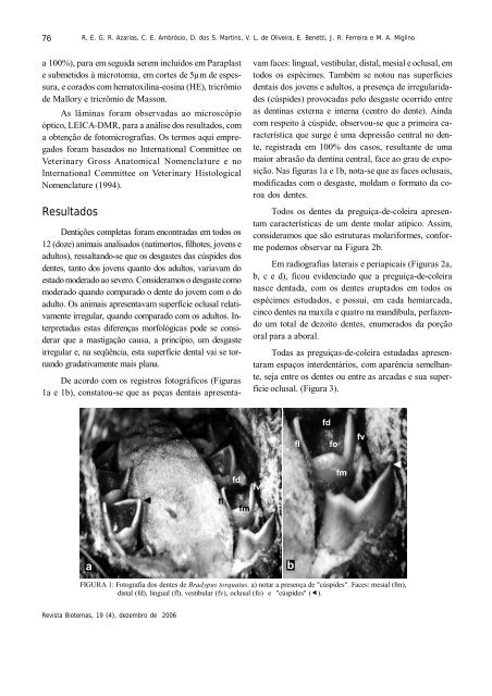 Morfologia dos dentes do bicho-preguiça de coleira ... - Biotemas