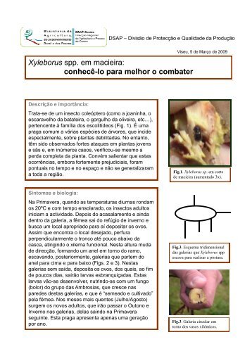 Xyleborus spp. em Macieira:Conhecê-lo para o melhor o combater