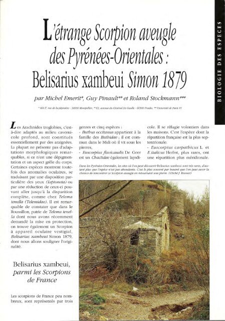 Le scorpion aveugle des Pyrénées, Belisarius xambeui Inra