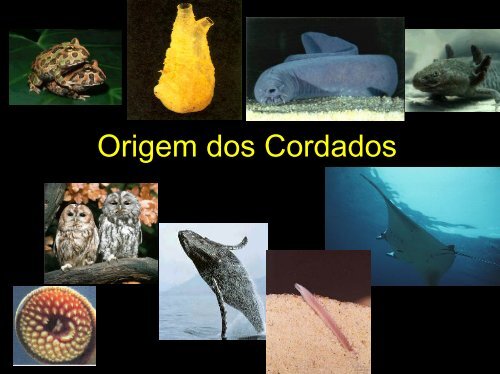 Origem dos Cordados - UFF