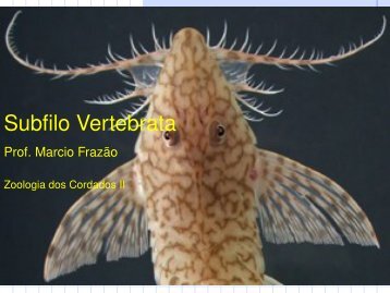 Subfilo Vertebrata - Zoocordados2009