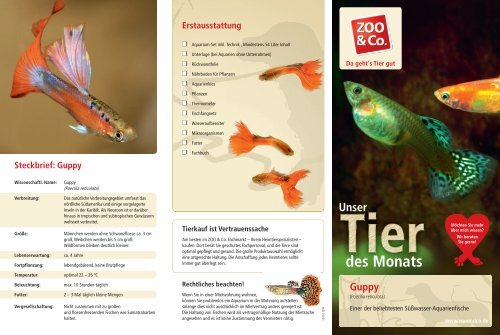 Steckbrief: Guppy Erstausstattung - Zoo & Co