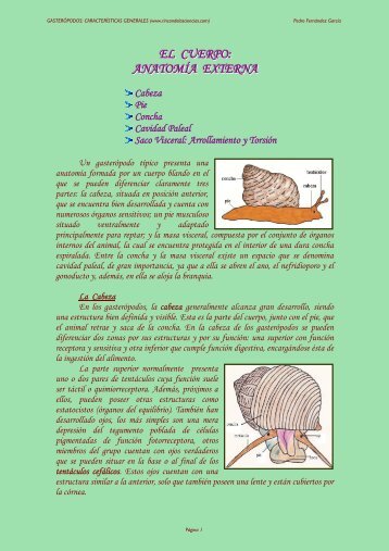 La Concha - Rincon De Las Ciencias