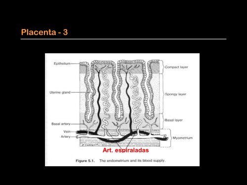 UNIDADE FETO-PLACENTÁRIA MORFOLOGIA - aefml