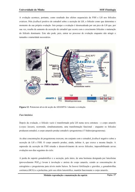 Fisiologia do sistema reprodutor feminino - UFF